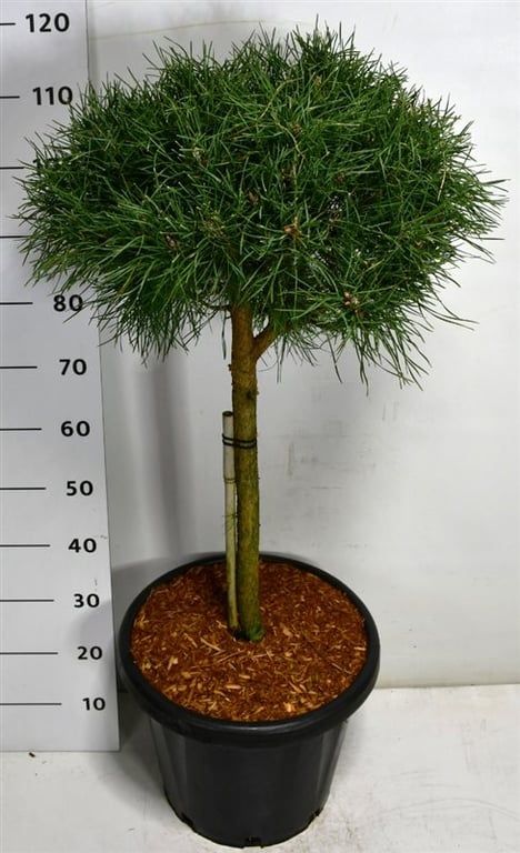 Pinus sylv. Blue Pearl, D 38