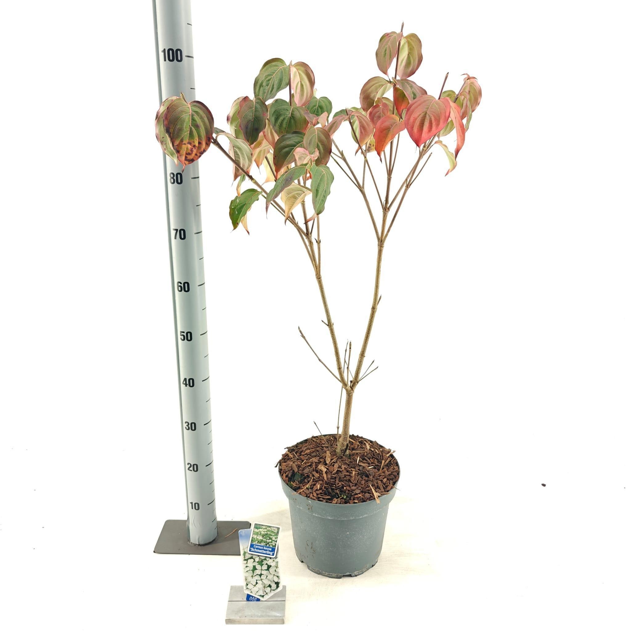 Cornus kousa 'Schmetterling', D 26