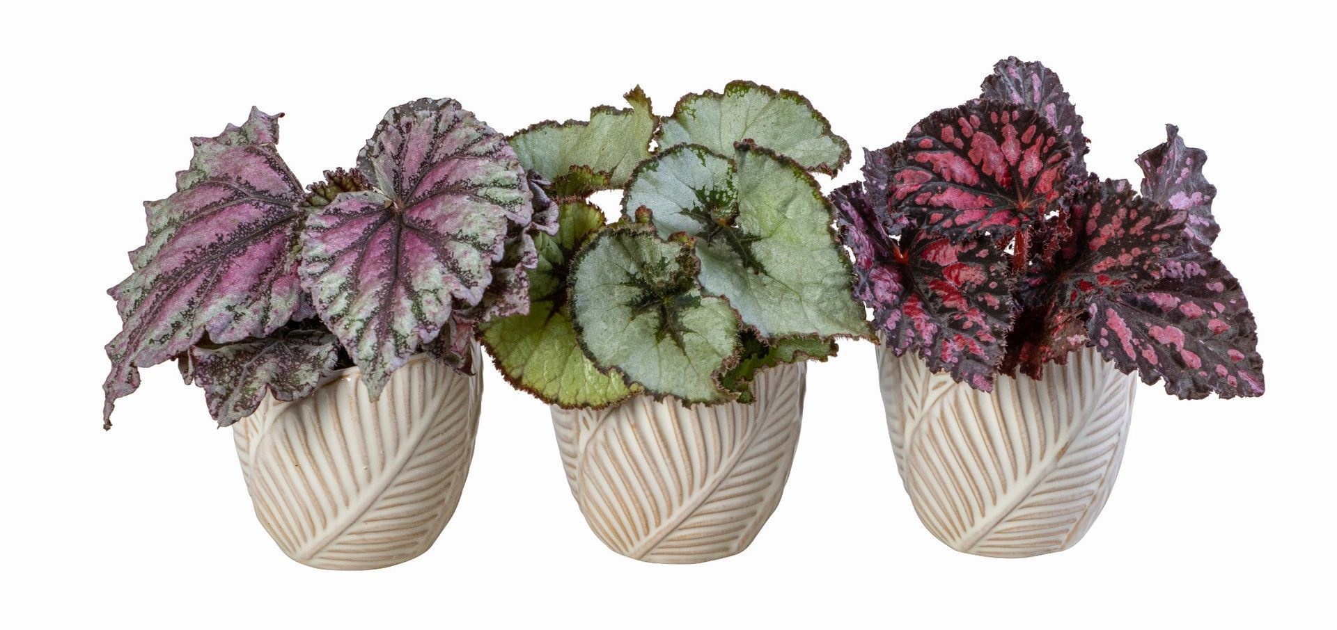 L 66067 With Begonia Mix 6 cm, D 6