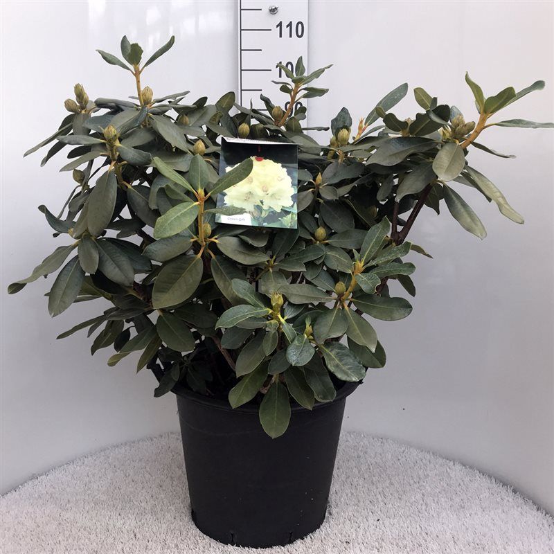 Rhodo. 'Horizon Monarch' yellow, D 40