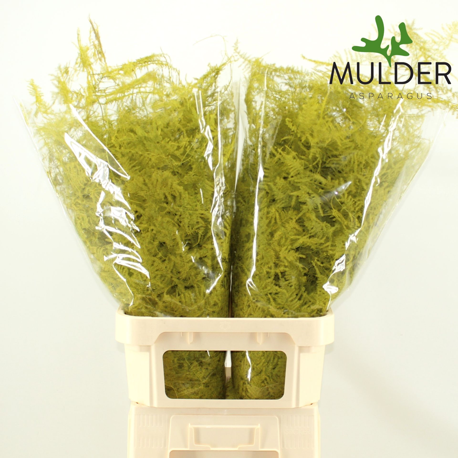 Аспарагус Овериг Крашеный (краш. ) 85, шт.