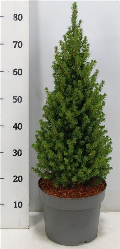 Picea gl. 'Perfecta', D 23