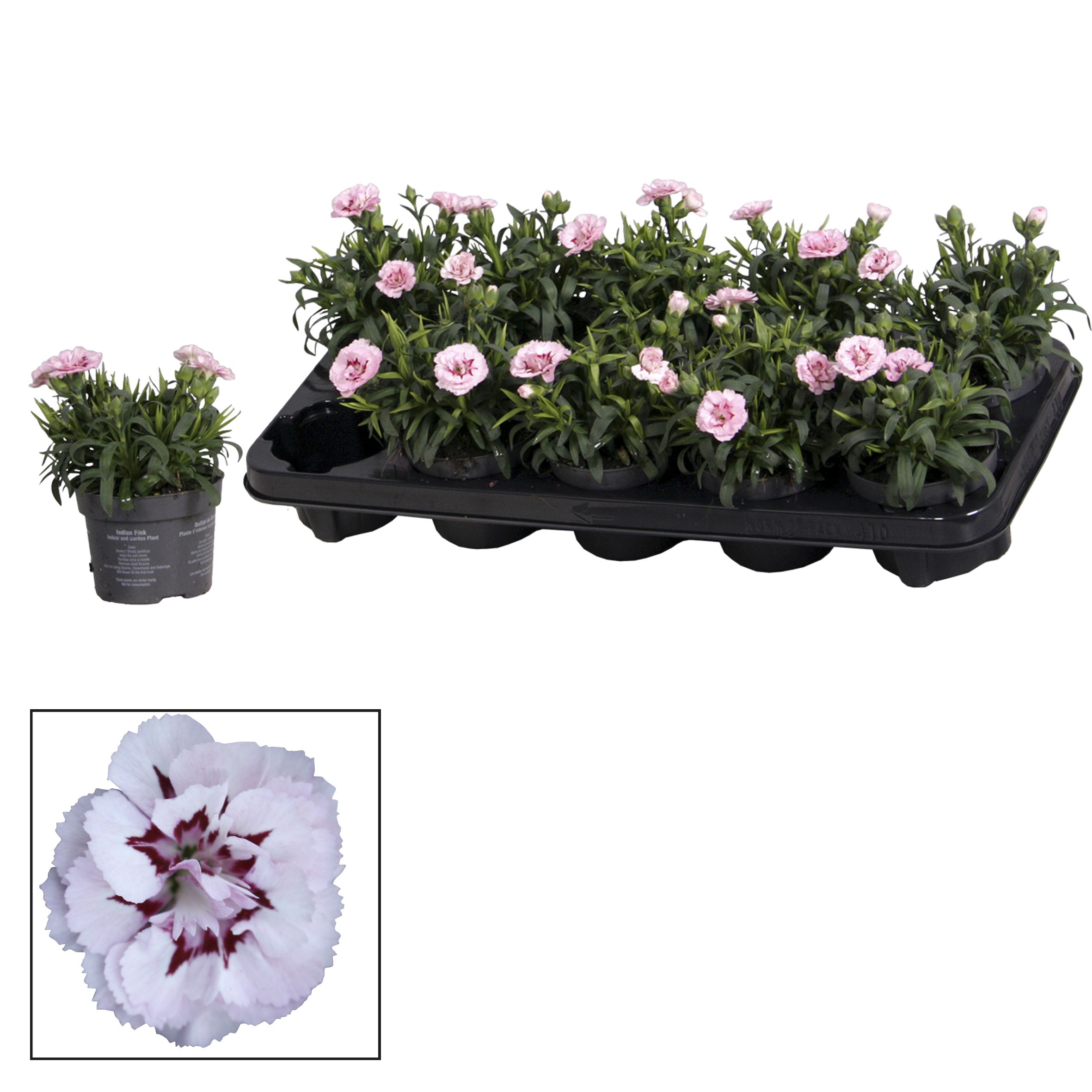 Dianthus - 10,5 cm - Oscar Pink and Purple, D 10,5