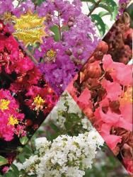 Lagerstroemia indica Struik Mix - Plant of the Future, D 19