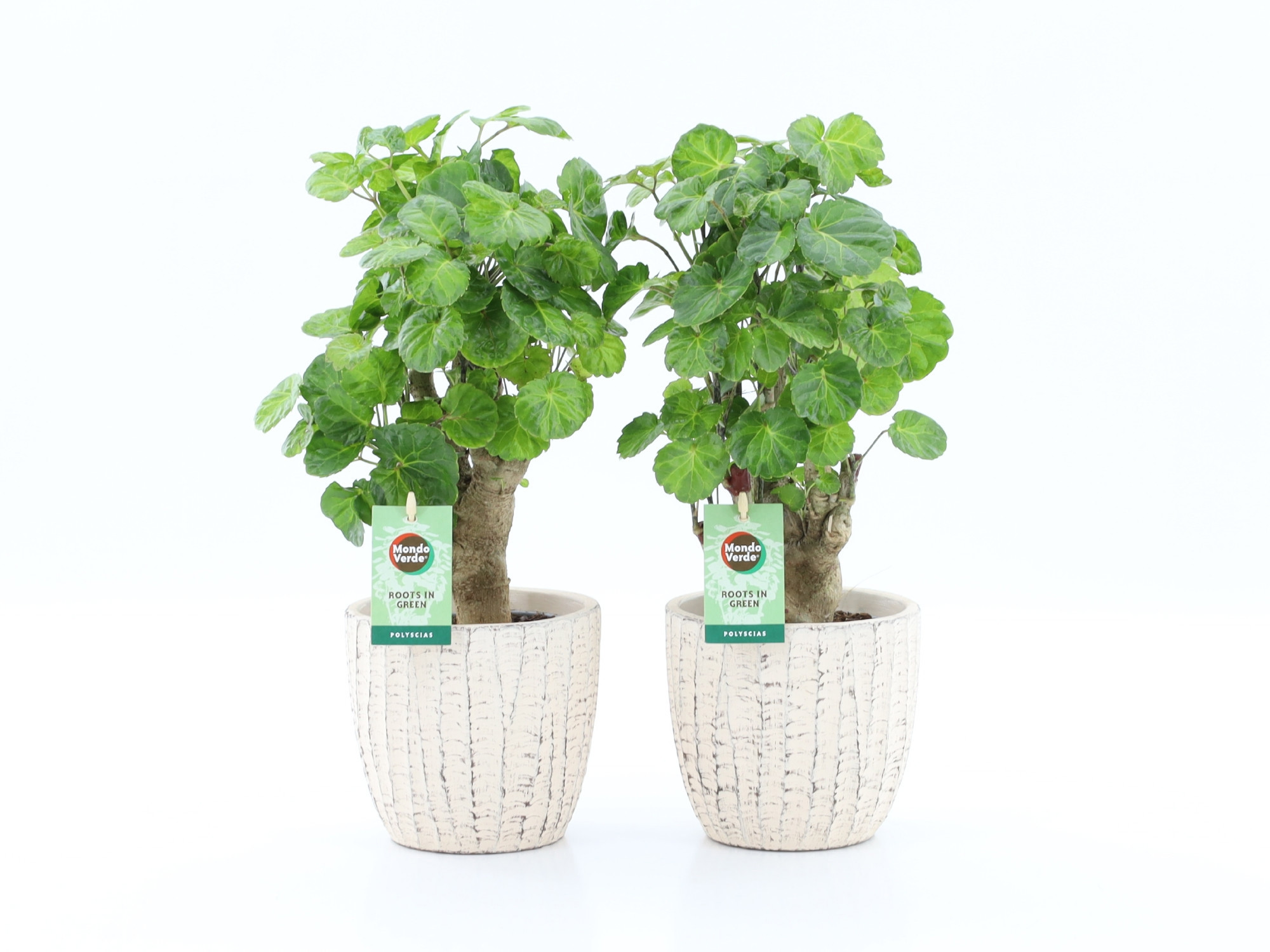 Polyscias Green Lemon in Sculpture keramiek, D 13