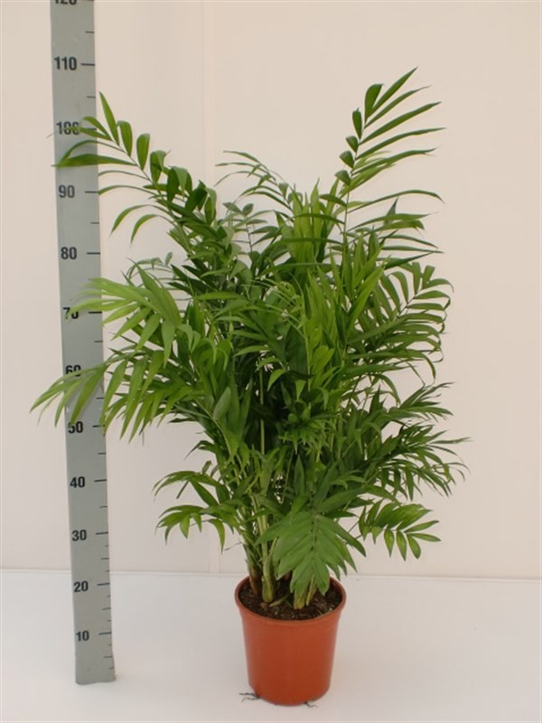 chamaedorea elegans, D 15
