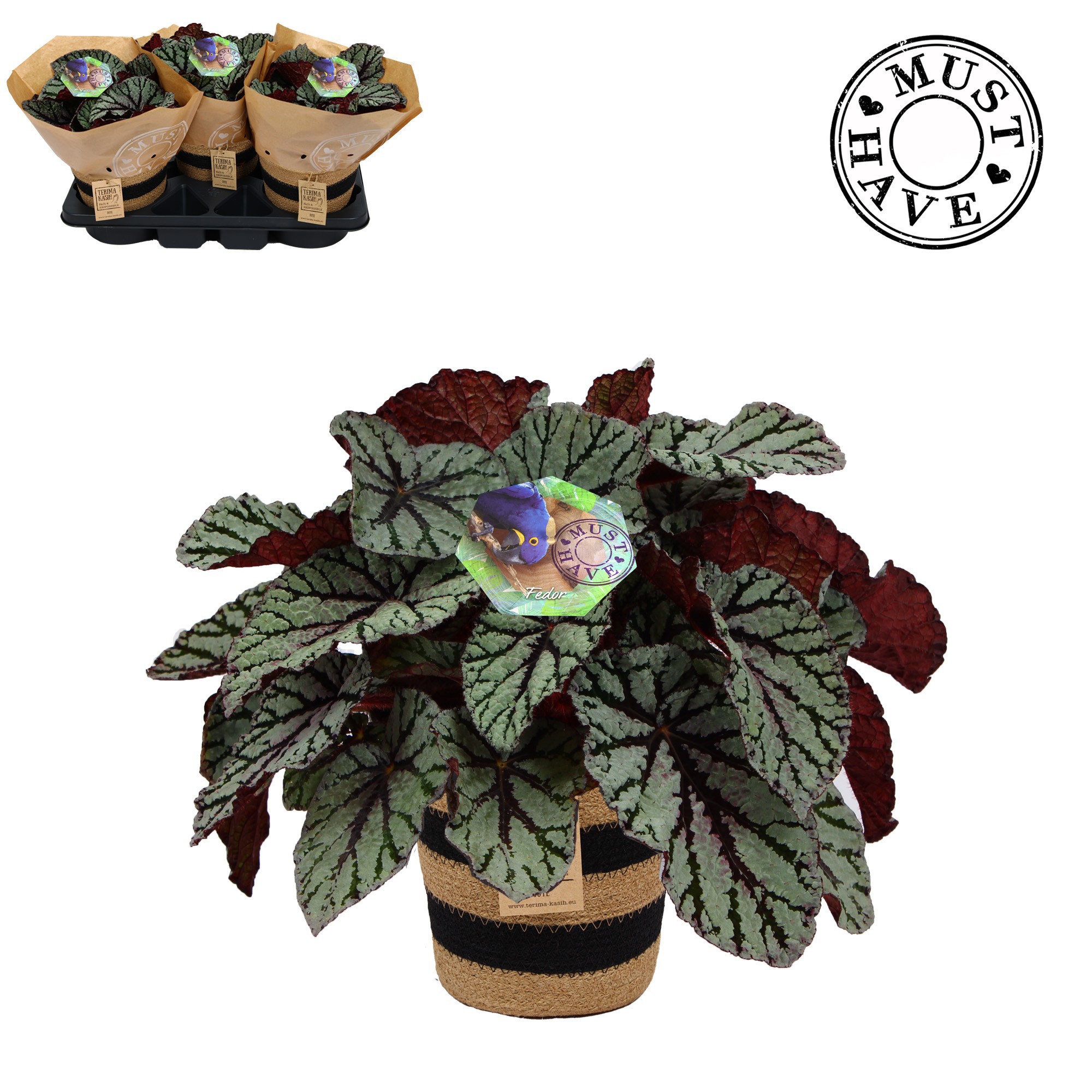Bladbegonia 17 Rex Fedor in jutte mand 'Must Have', D 17