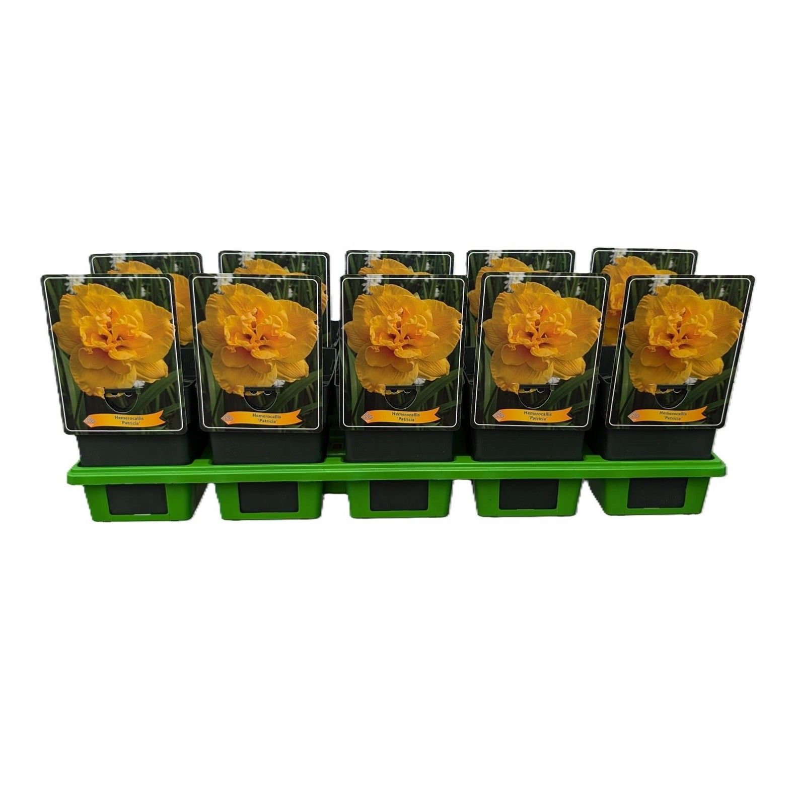 Hemerocallis 'Patricia' P11, D 11