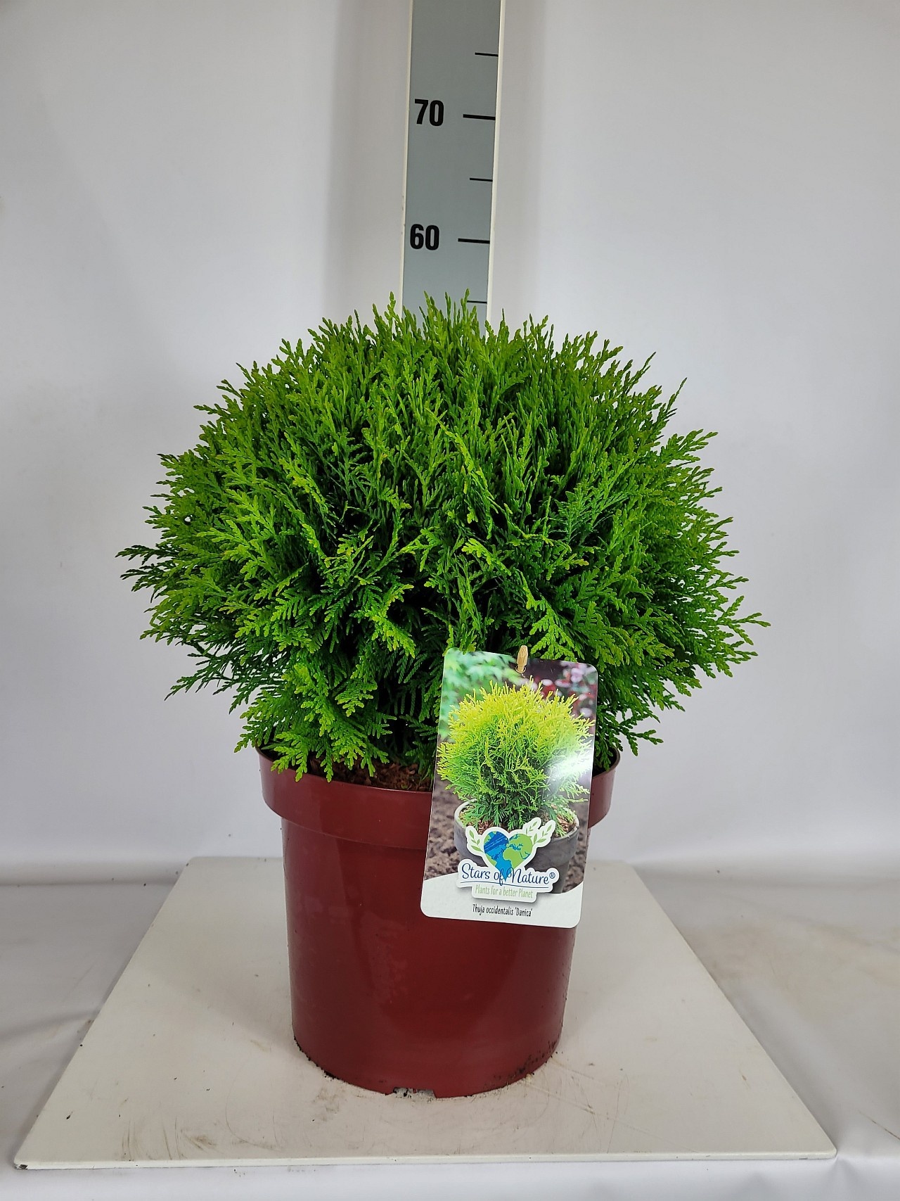 Thuja occidentalis Danica C7,5 30-40, D 26