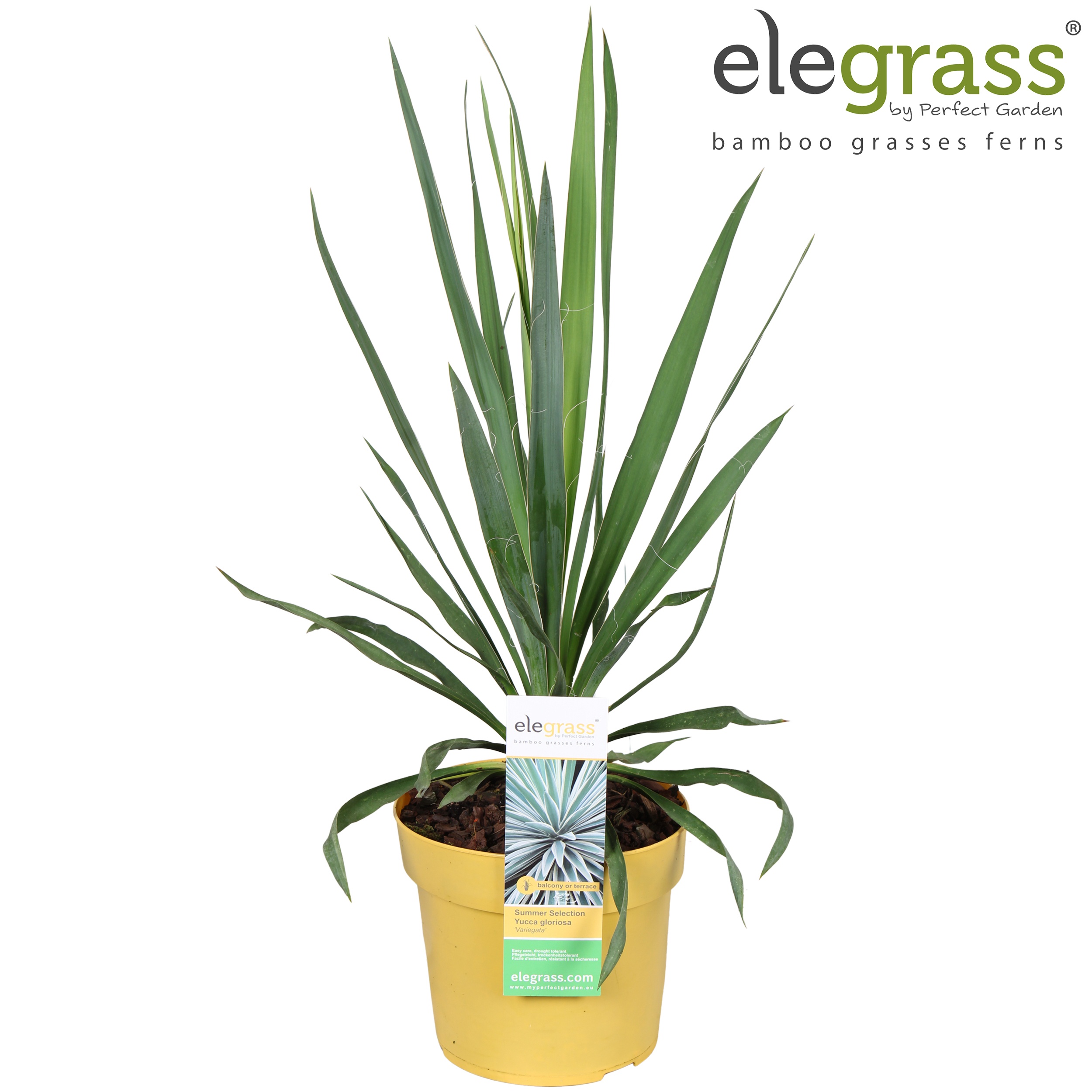 Yucca gloriosa 'Variegata' P19, D 19