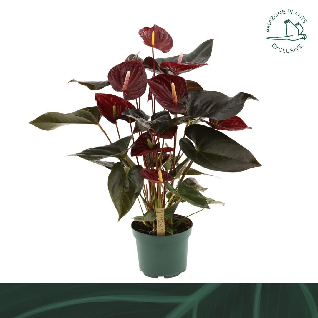 Anthurium Delicata 17cm, D 17
