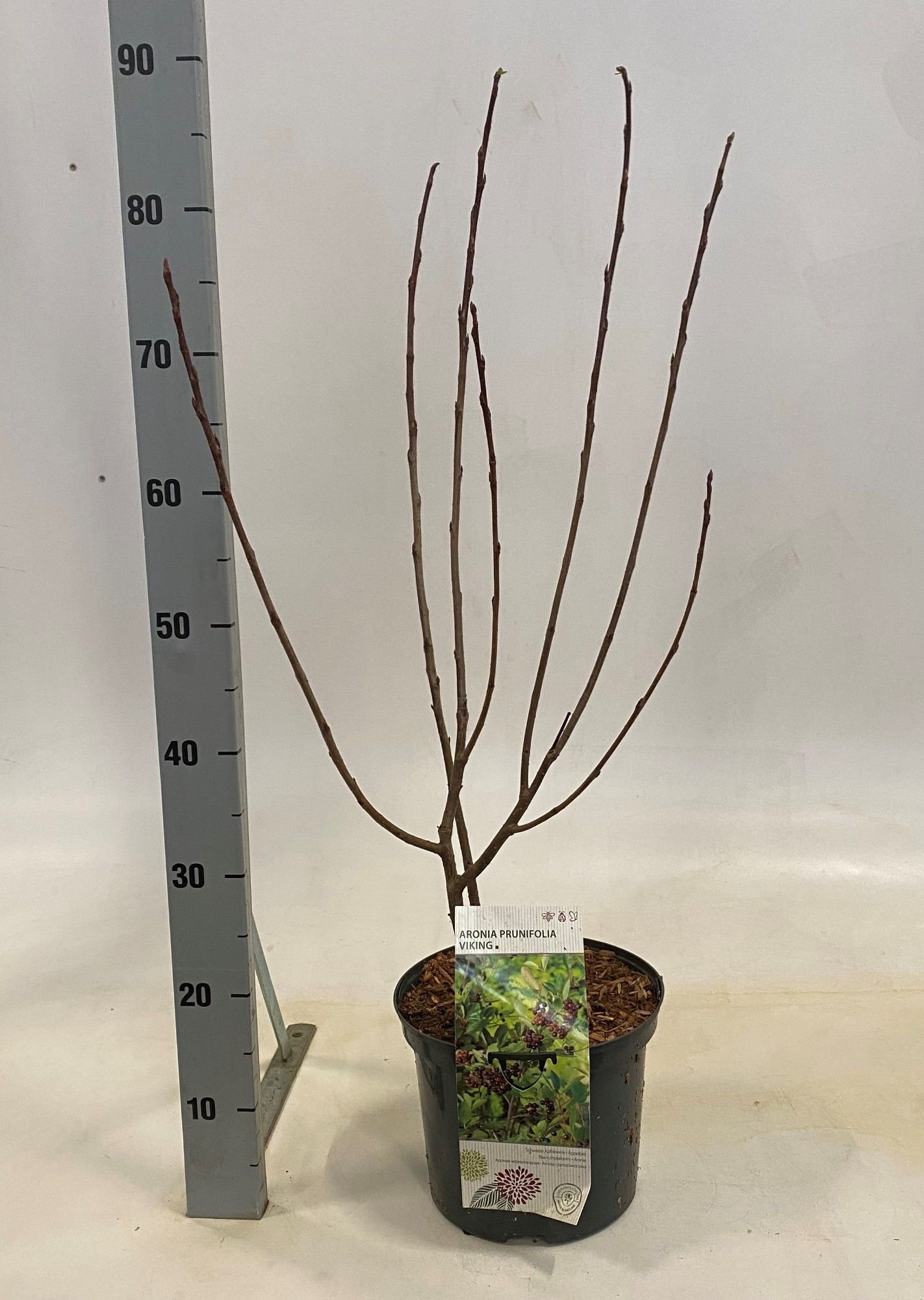 Aronia prunifolia Viking, D 23