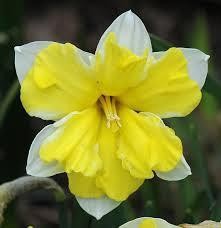 NARCISSUS INCOMPARABILIS 'CASSATA', D 11
