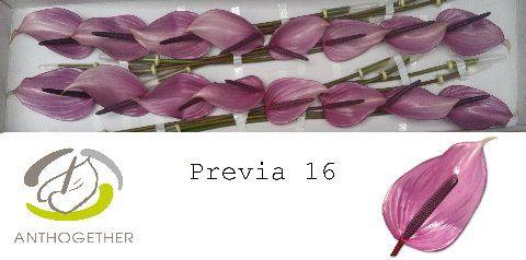 Антуриум Превиа (фиолет.) x16, шт.