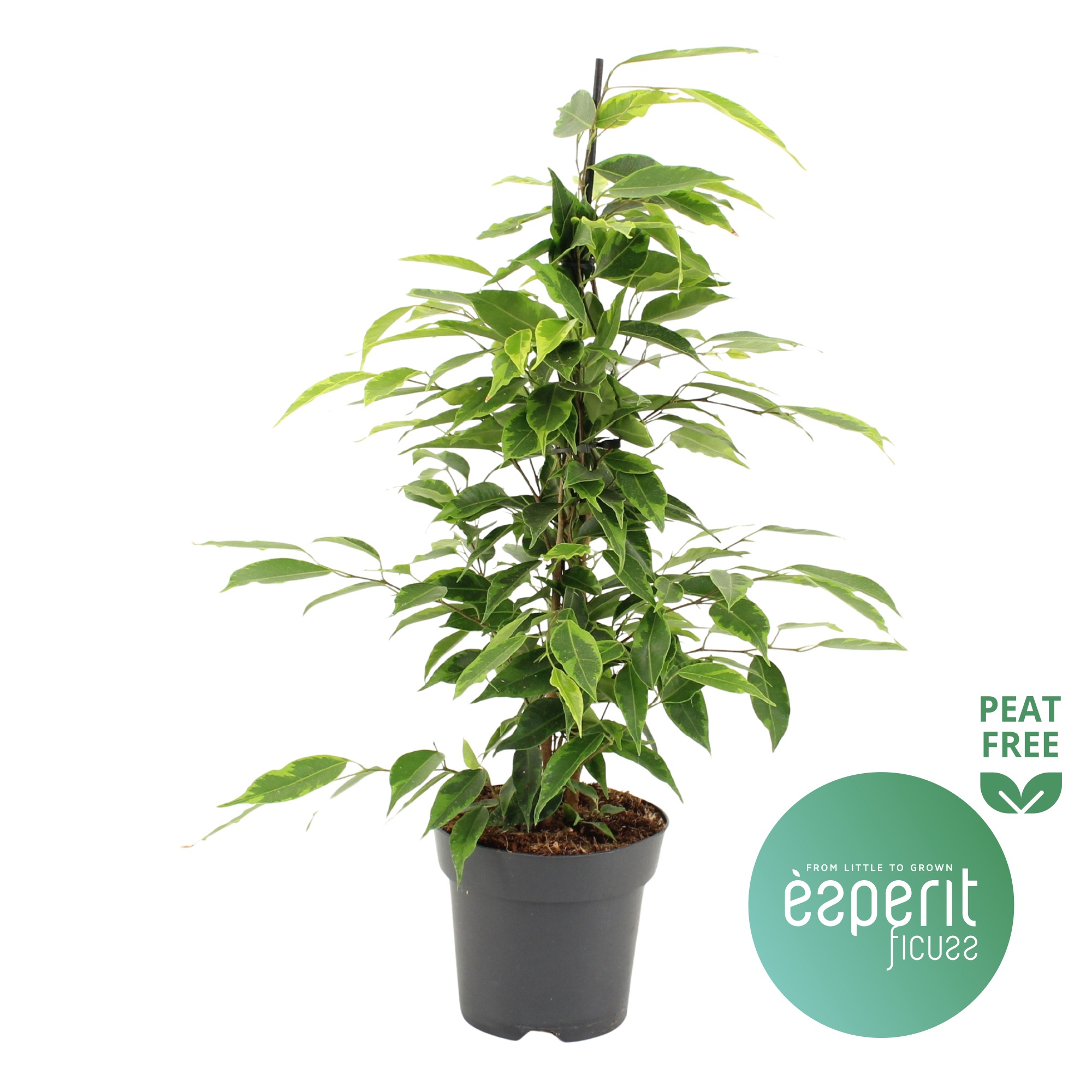 Ficus benjamina Anastasia®, D 14