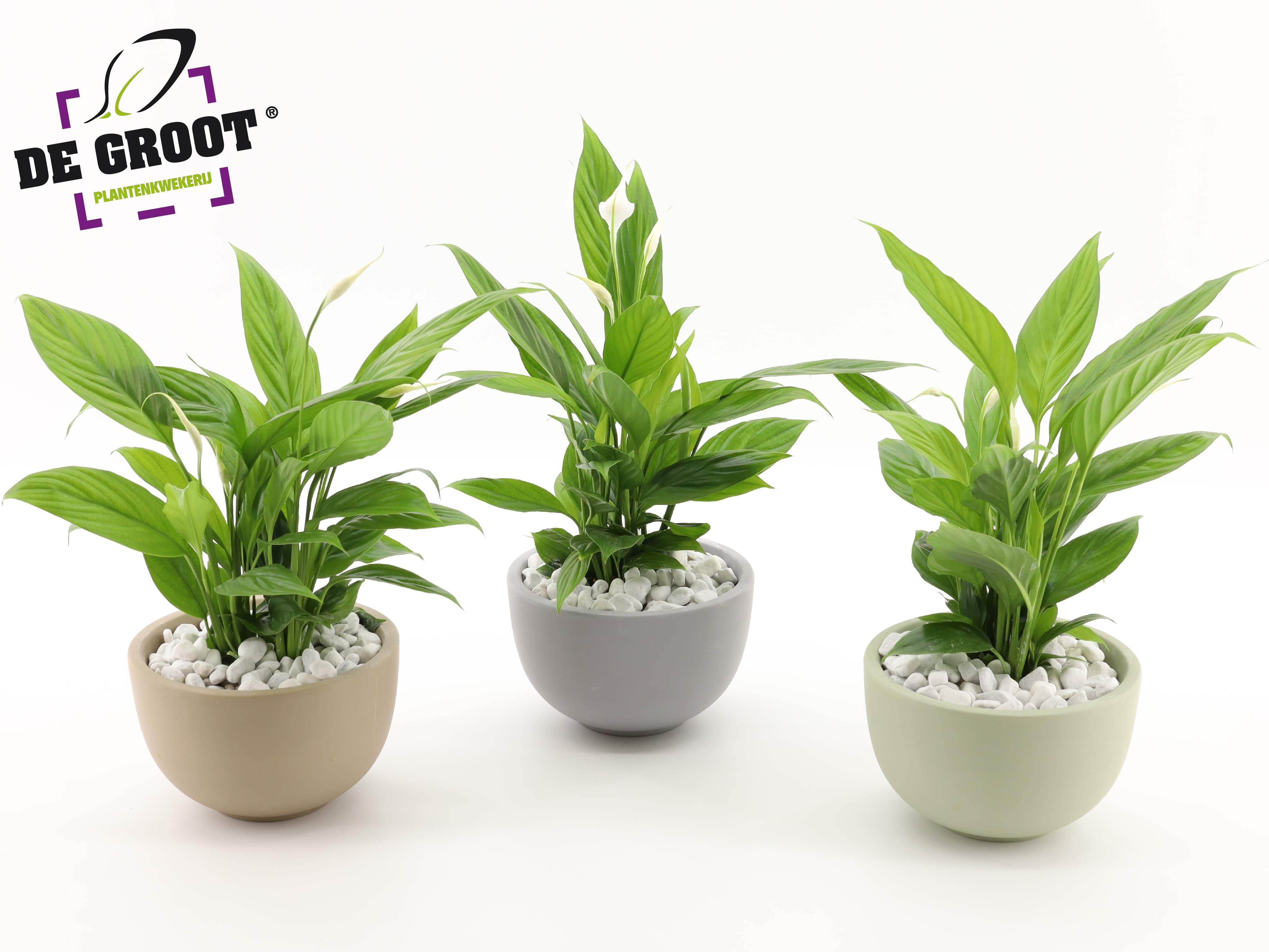 Arrangement Spathiphyllum in schaal, D 19