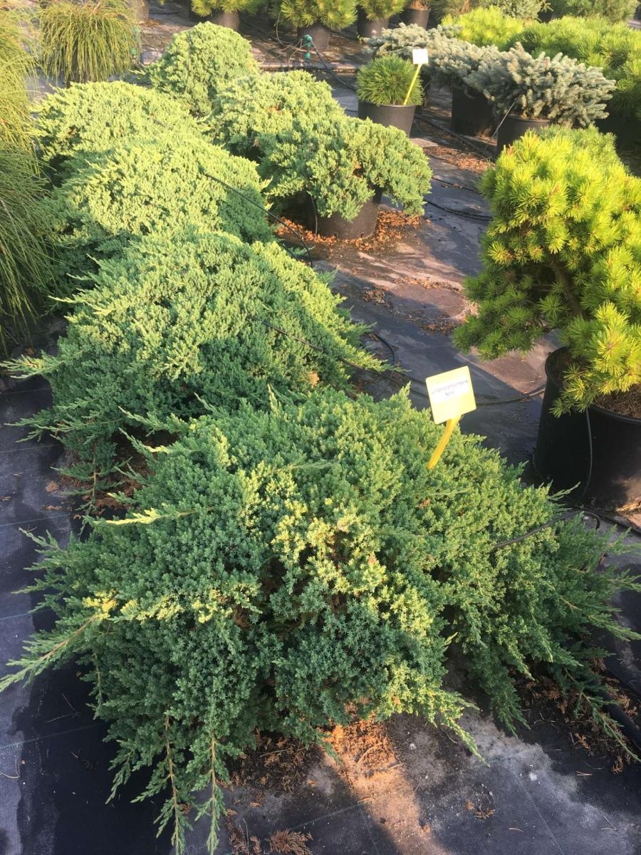 Juniperus procumbens 'Nana', breed, D 40