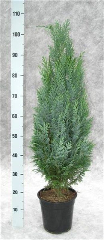 Chamaecyparis lawsoniana 'Columnaris', D 21