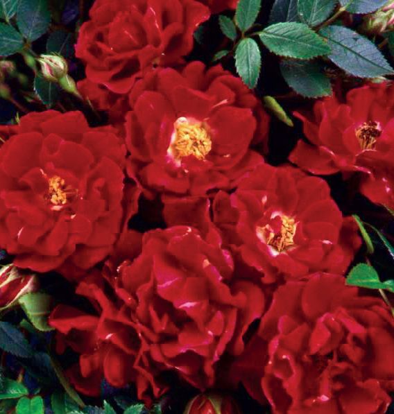 Rosa 'Ruby Queen' +3.0 label, D 15