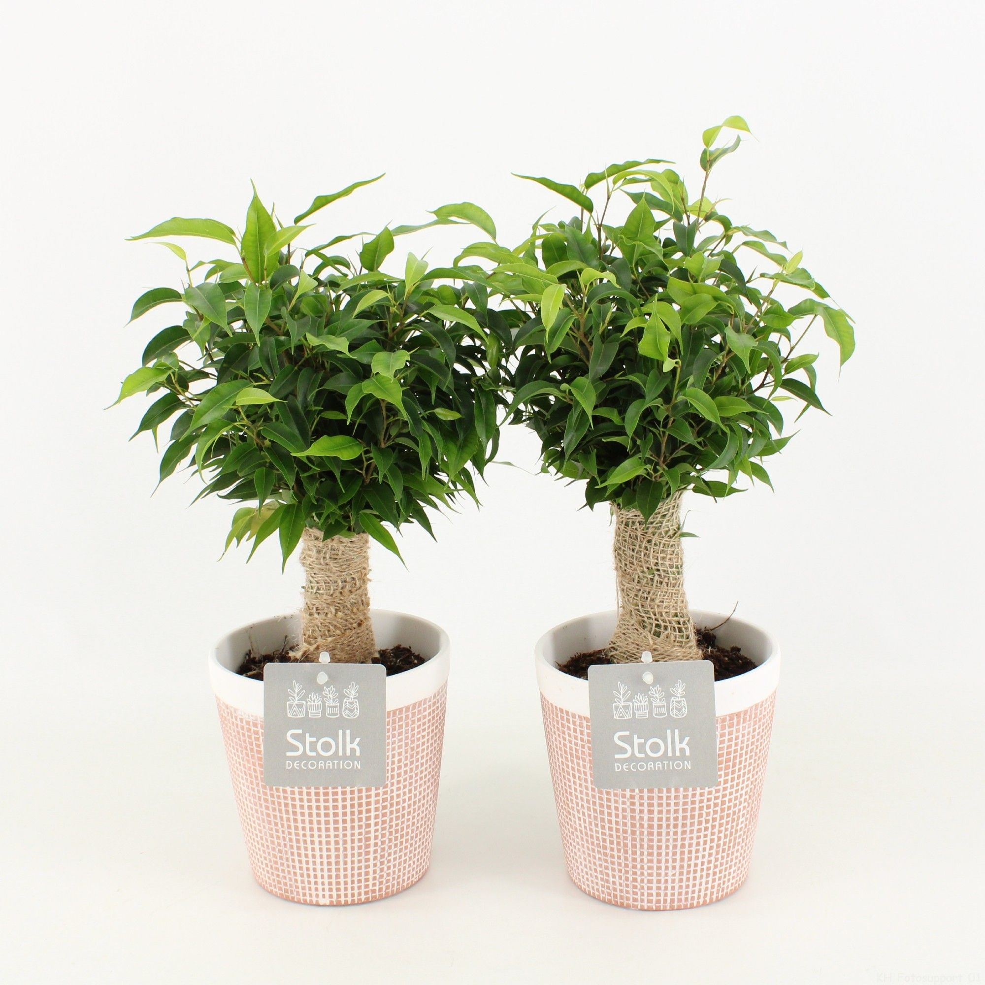 Ficus Benjamina Natasja in Terracotta Pot, D 13