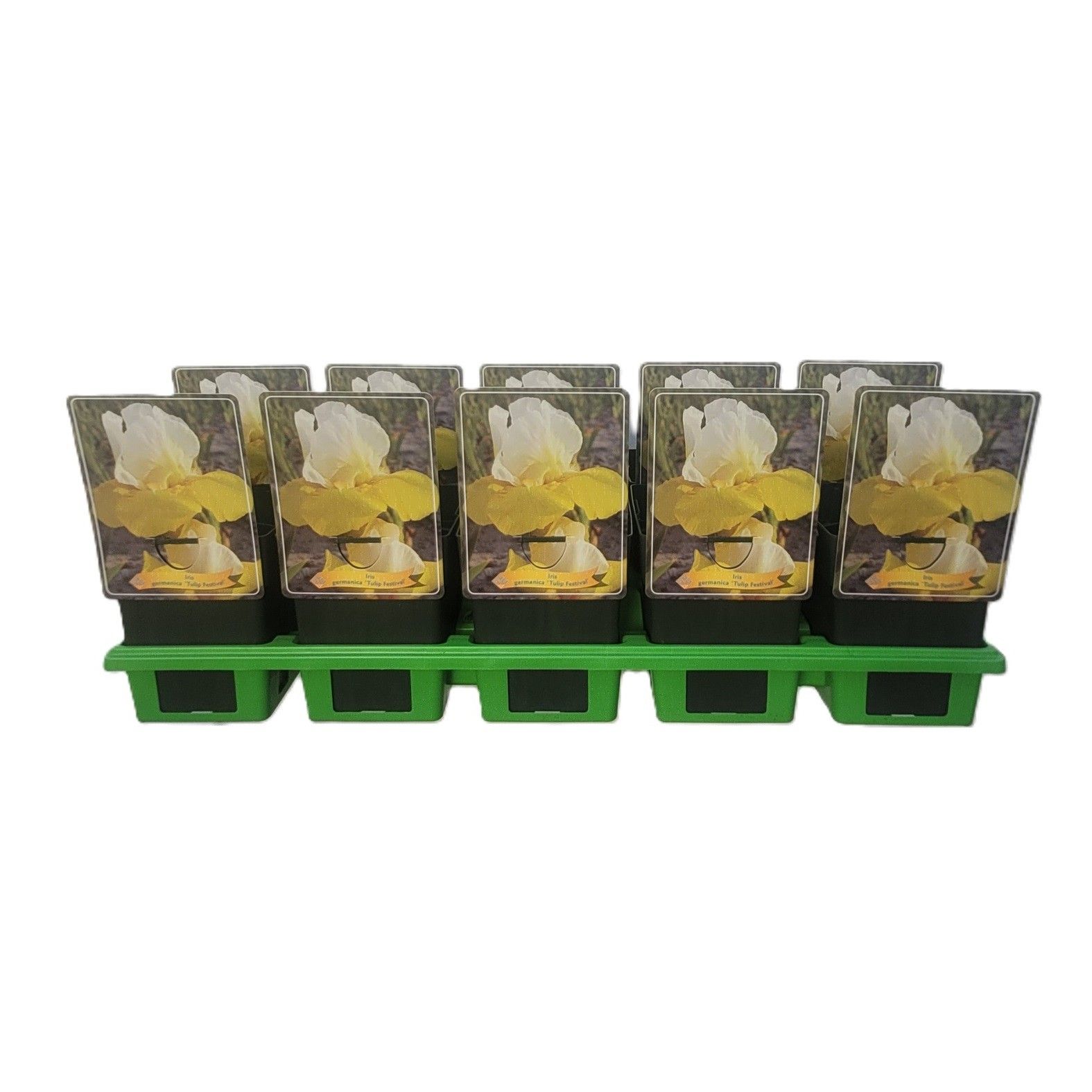 Iris Germanica 'Tulip Festival' P11, D 11