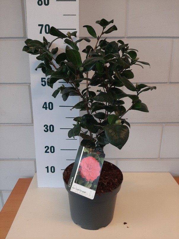Camellia jap. 'Lady Campbell', D 23
