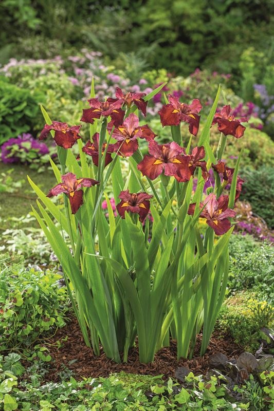 Iris Ann Chowning (18x18), D 18