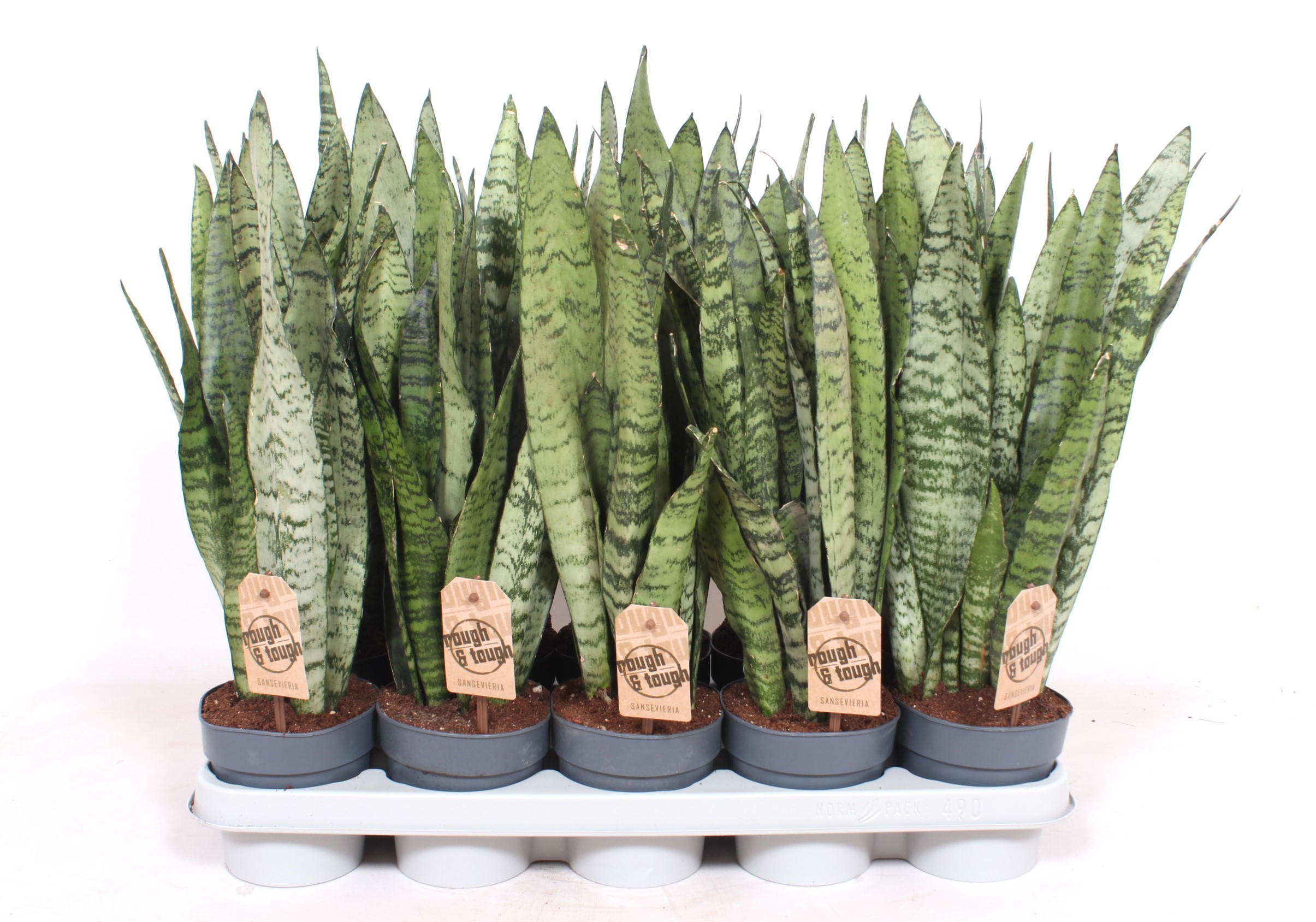 Sansevieria zeylanica XL, D 12
