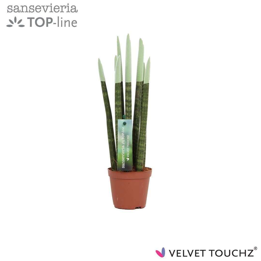 Sansevieria VELVET TOUCHZ® Pastel Groen, D 8,5