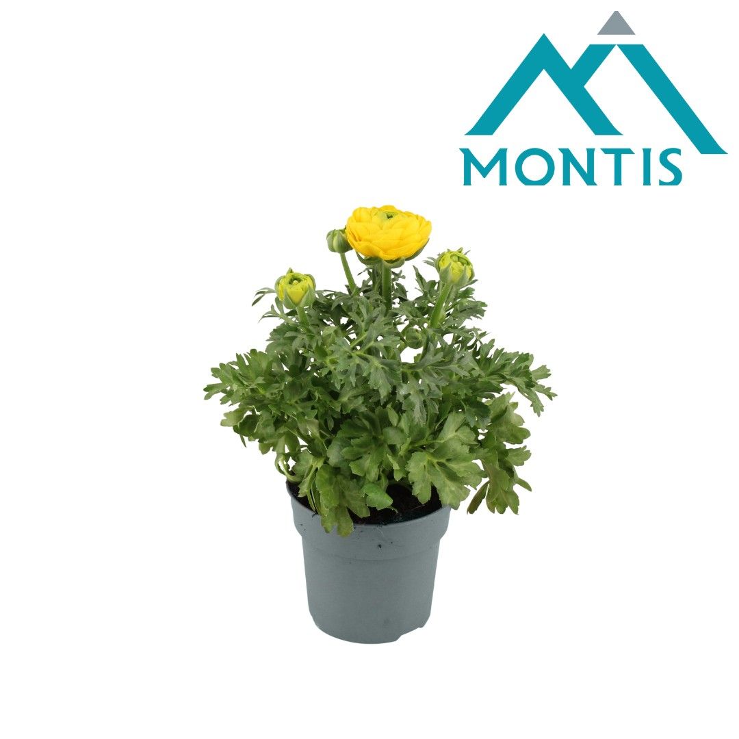 Ranunculus Sprinkles Yellow 10,5 cm, D 10,5