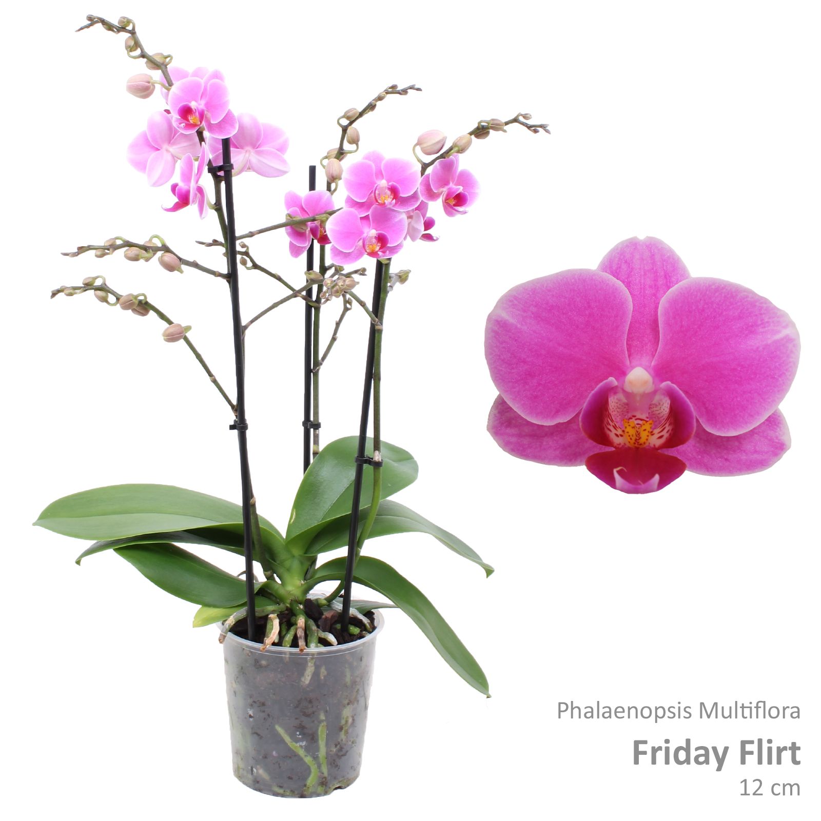 Phal. Multiflora "Friday Flirt" 3-tak, D 12
