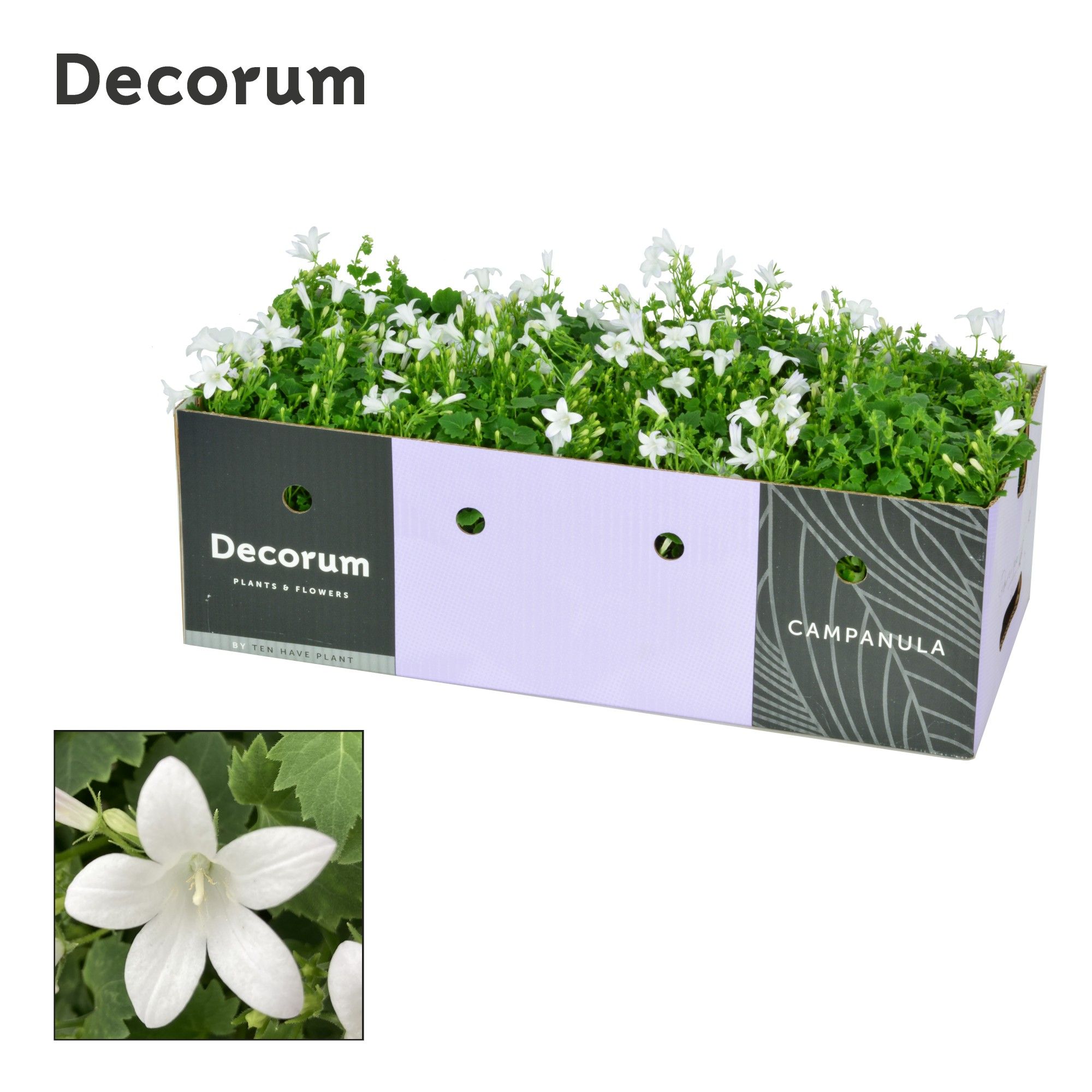 Campanula Porto White Decobox, D 11