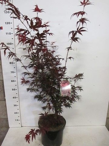 Acer palmatum 'Pixie' 80-100,P28, D 28
