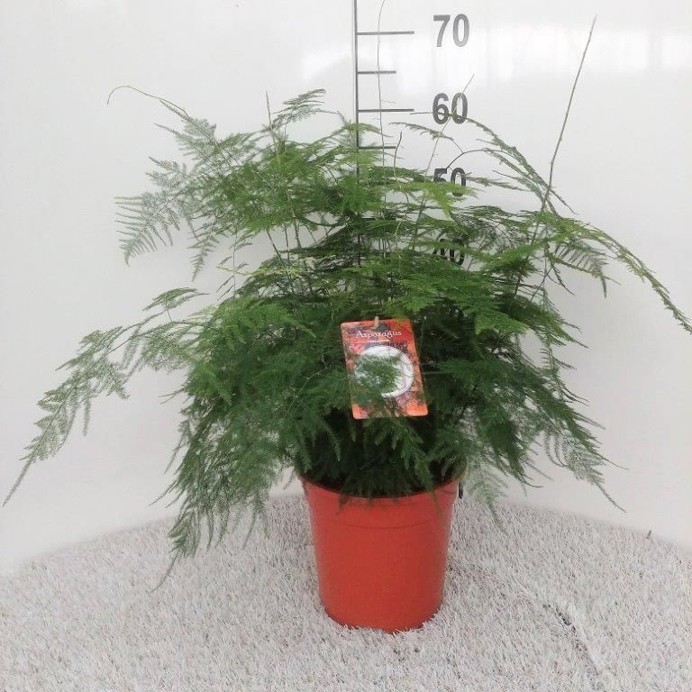 Asparagus setaceus Bush, D 21