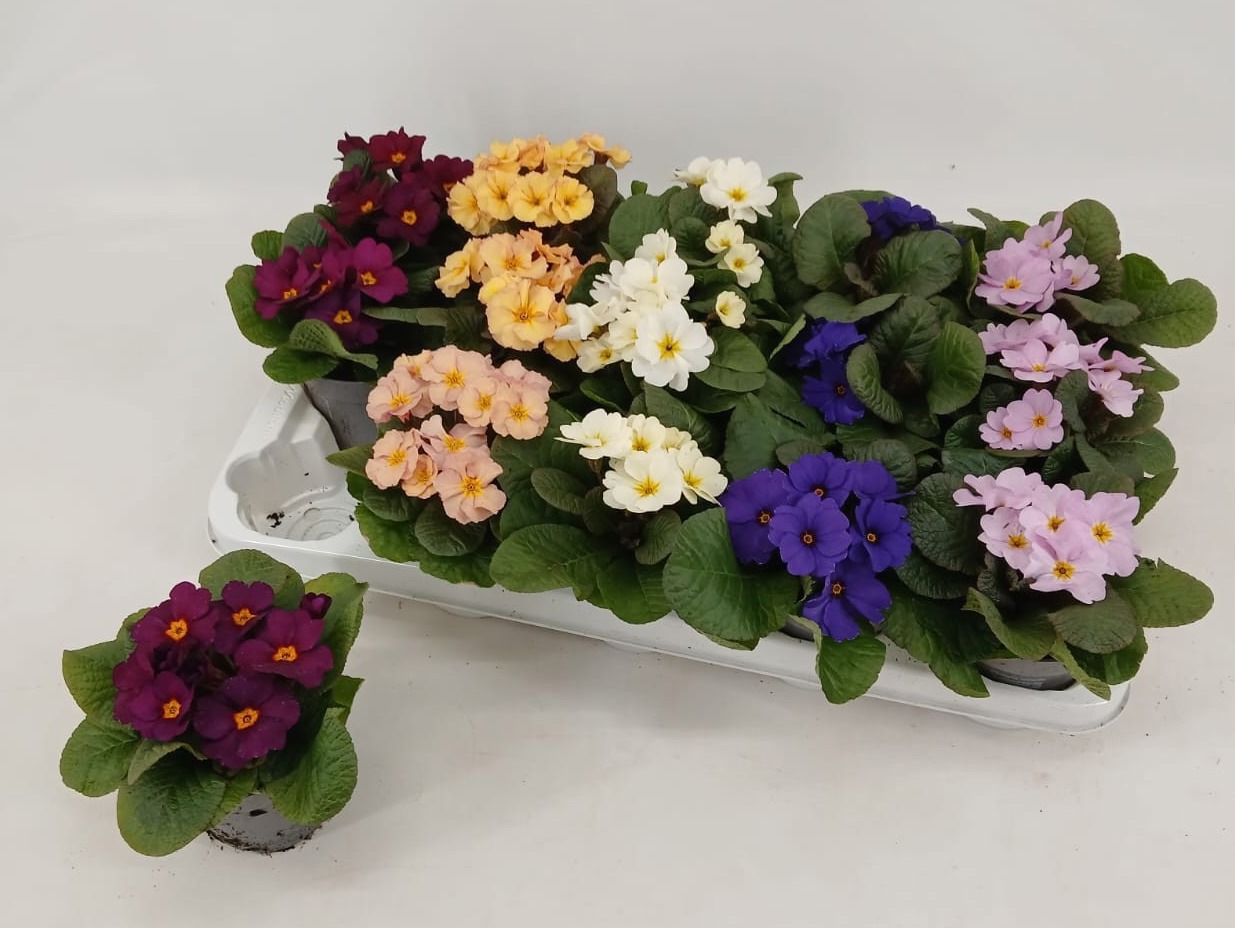 Primula 'Obsidian' mix 10,5 cm (winterhard), D 10,5