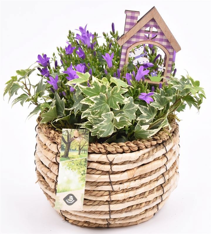 Mais mand 16cm, D 16