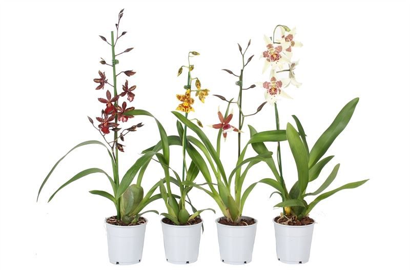 Cambria p12 mix 1T ( 4 lg/dc ), D 12