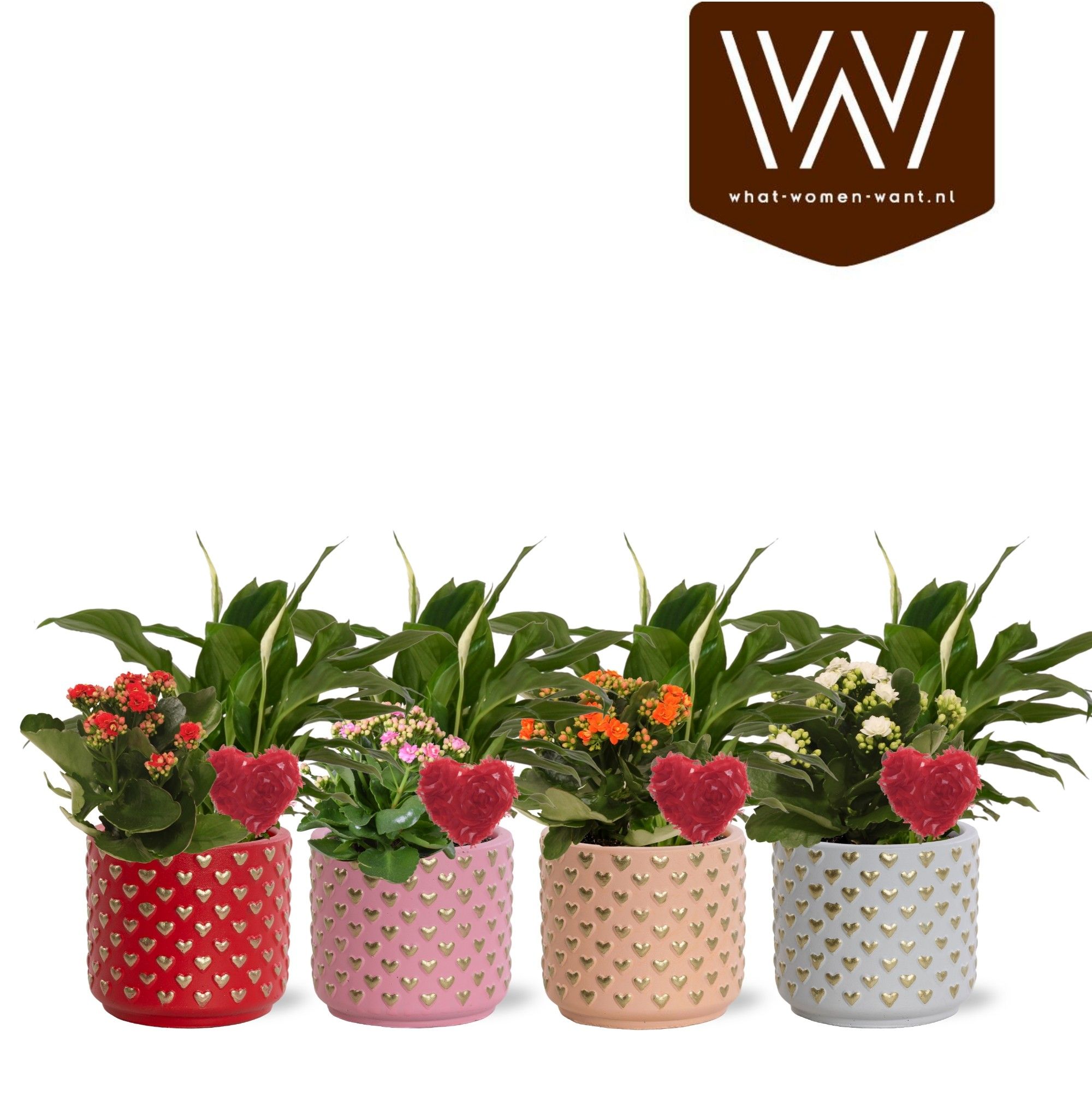 Collectie "Sympathetic Moods" - Arrangement Spathiphyllum in pot Kaya | Met bijsteker Hart, D 12