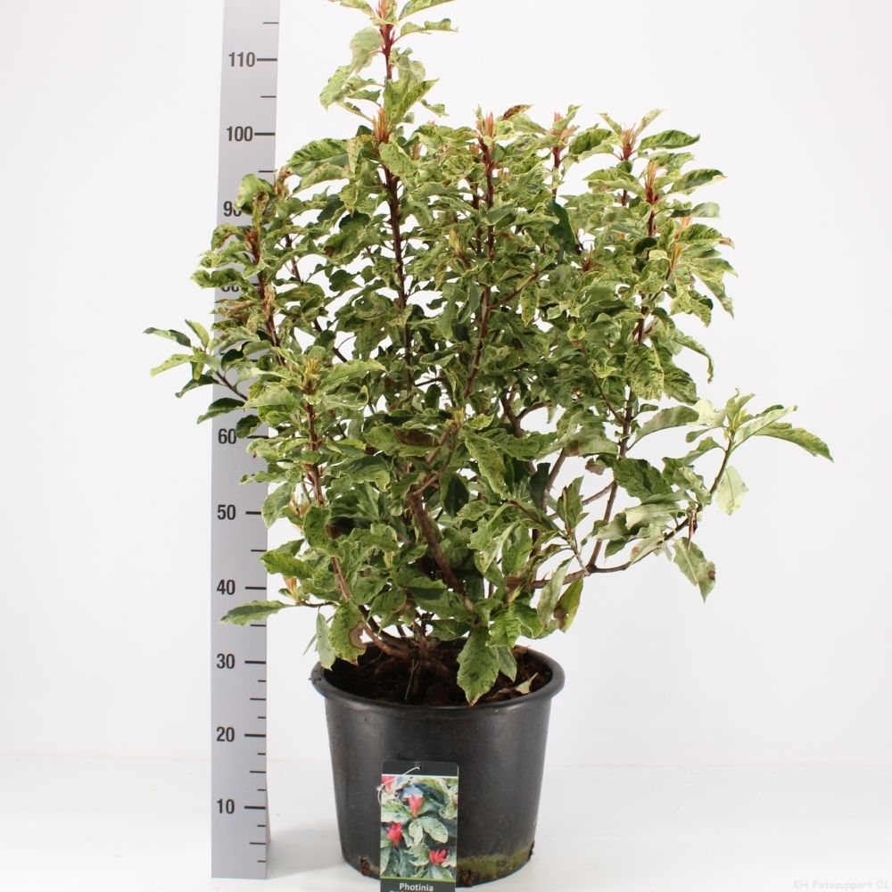 Photinia fras. 'Pink Crispy', D 34