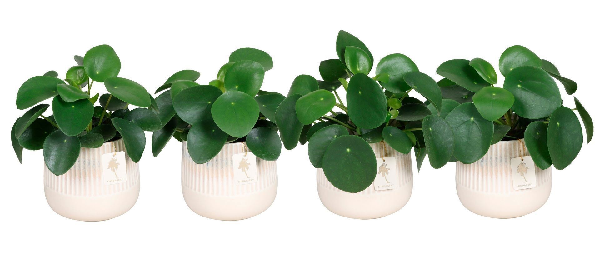 L 67427 With Pilea Peperomides 12 cm, D 12