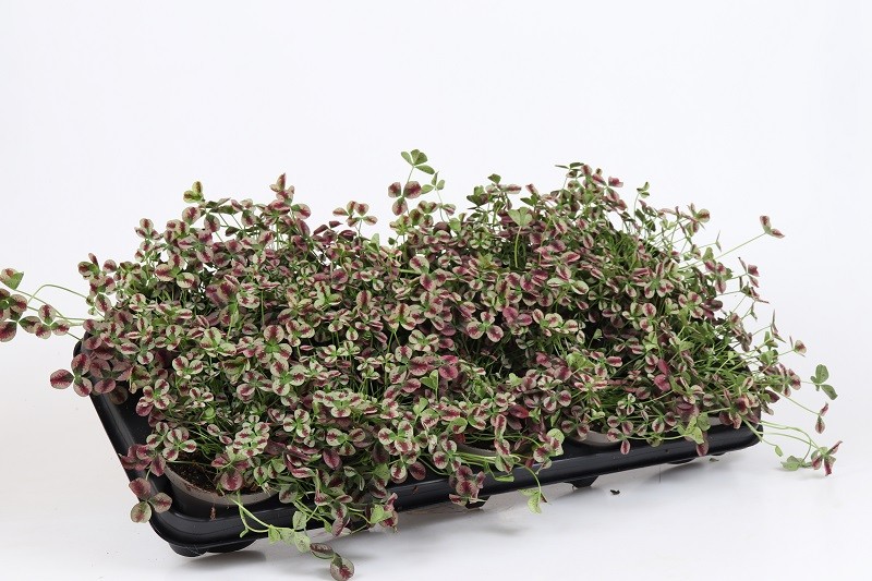 TRIFOLIUM REPENS, D 11