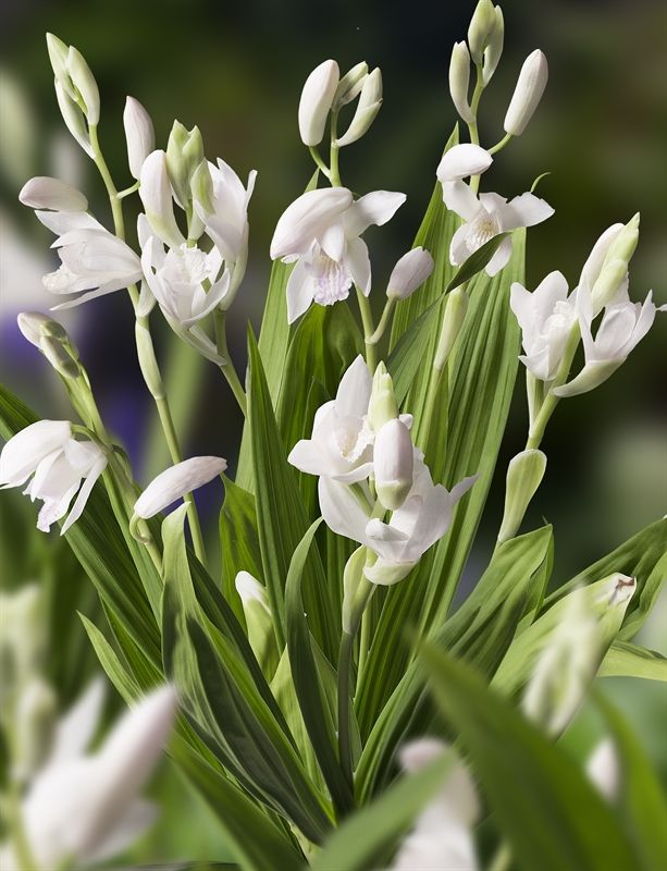 Bletilla striata Alba, D 9