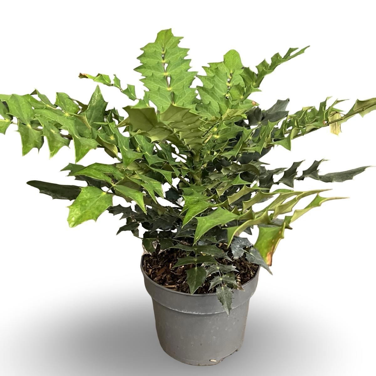 Mahonia media 'Winter Sun', D 21