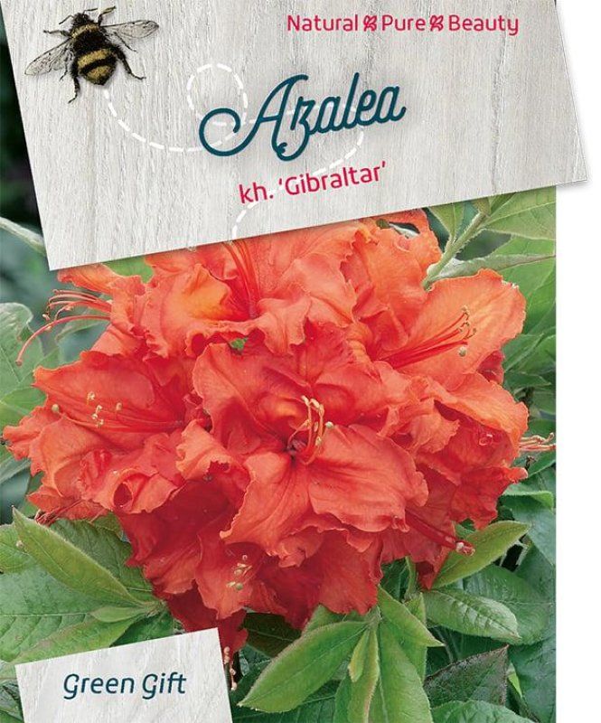 Rhododendron (AK) 'Gibraltar', D 29