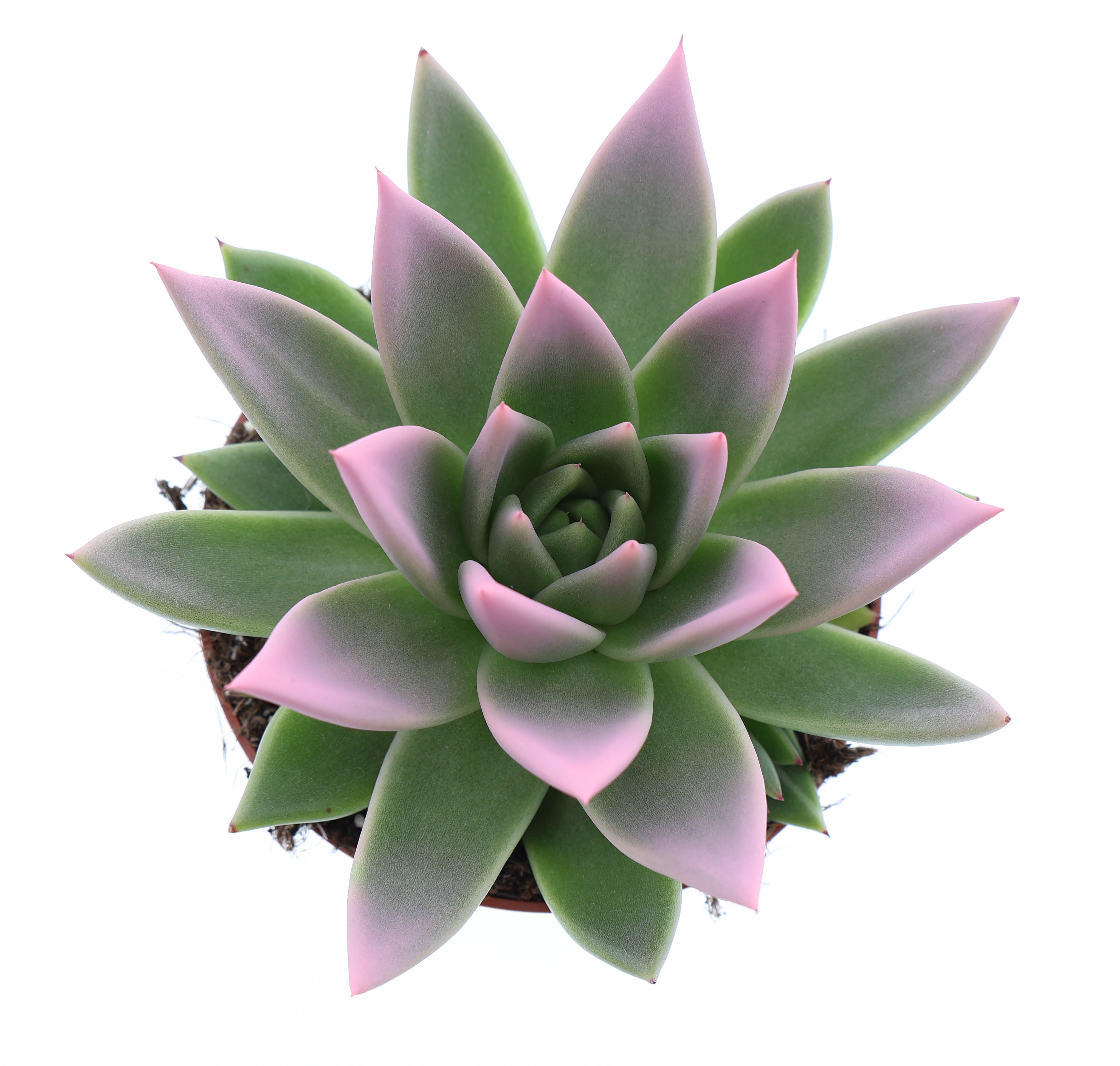 Miranda tips rose, D 10,5