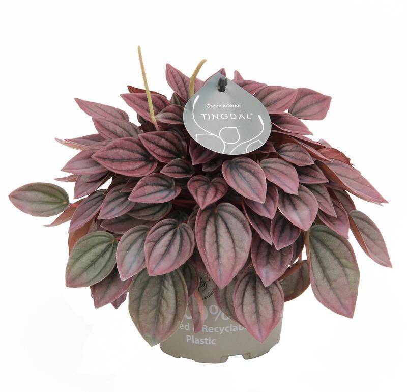 PEPEROMIA CAPERATA 'CAYENNE', D 12