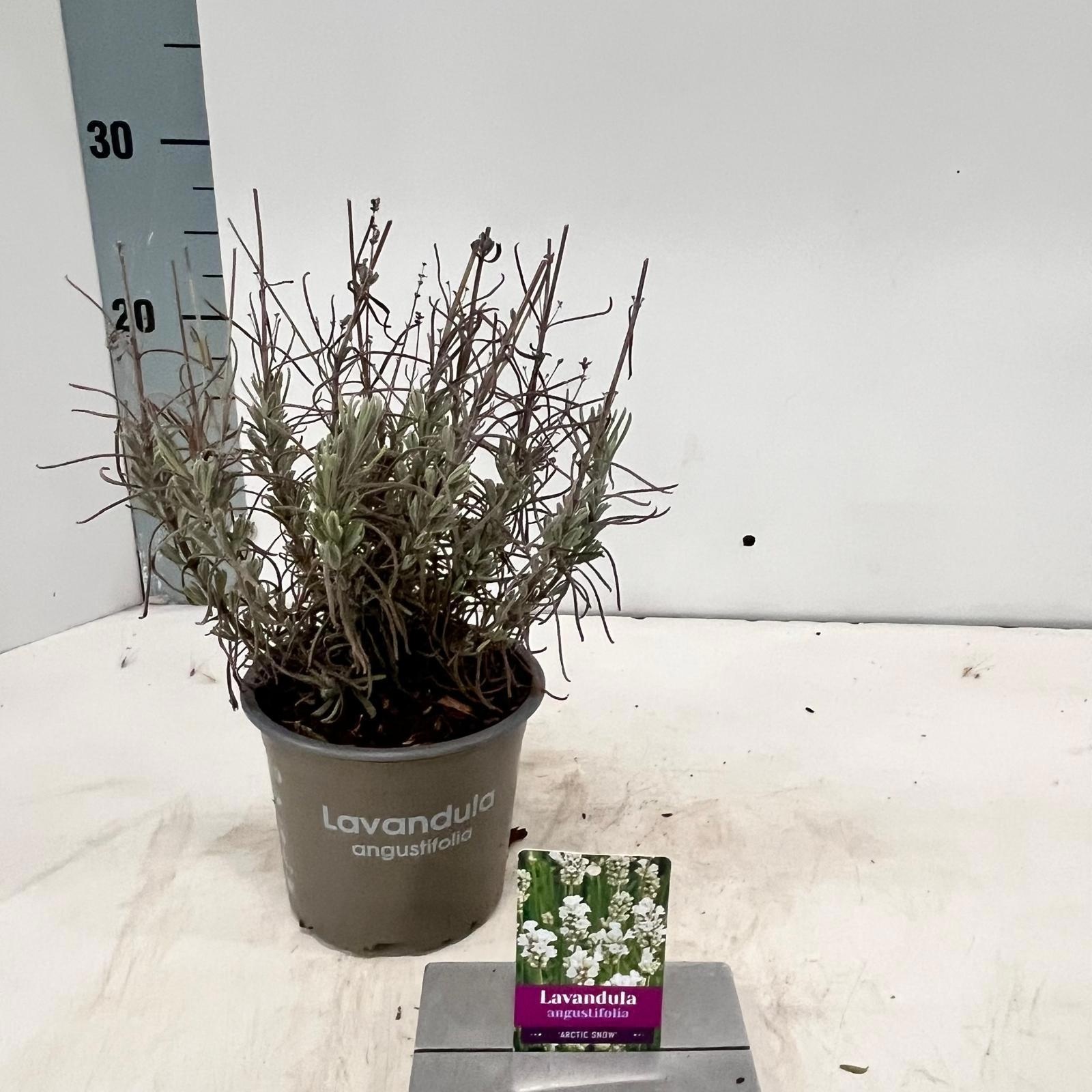Lavandula angustifolia 'Artic Snow', D 12