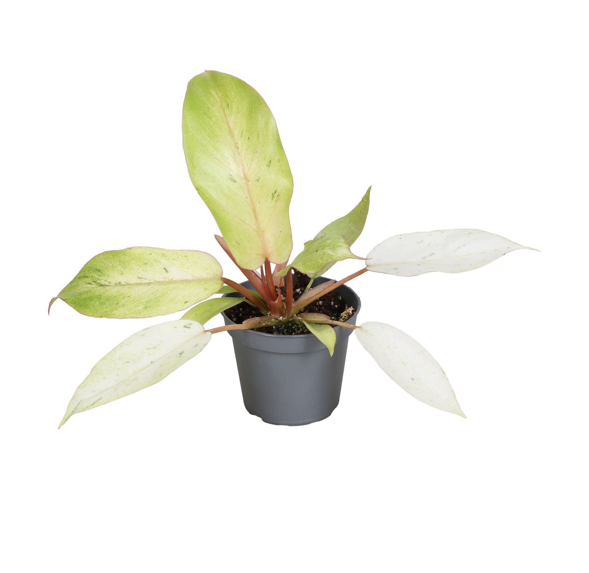Philodendron Snowdrift Variegata 6 cm, D 6