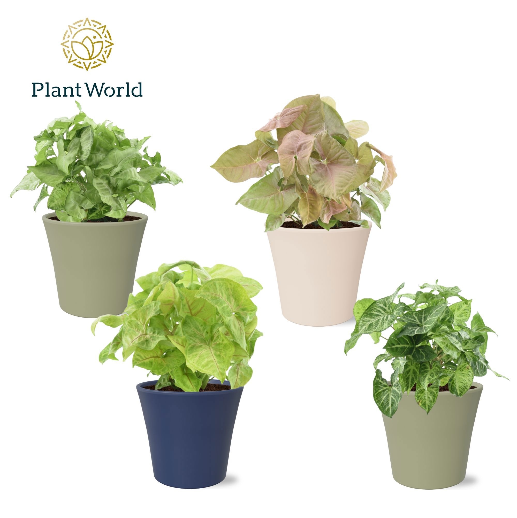 Syngonium mix in pot Coco collectie Top Blend, D 14