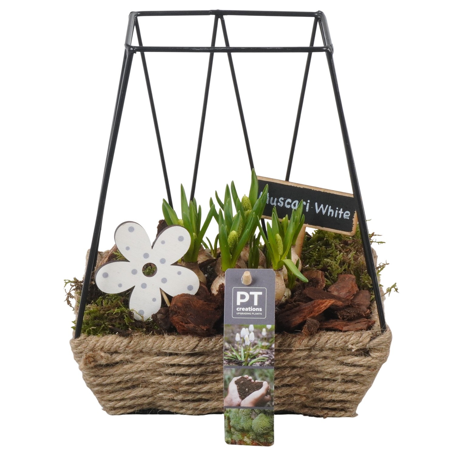 PTWMB8138 Arrangement Muscari White in touwmand met metaal, D 19
